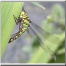 Aeshna cyanea - Blaugruene Mosaikjungfer w15b.jpg